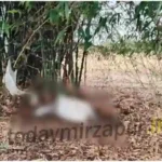 Cow died after being struck by lightning,