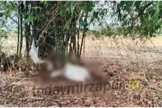 Cow died after being struck by lightning,