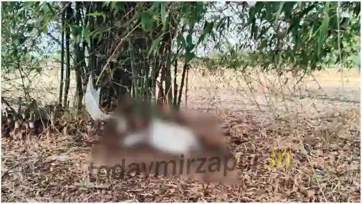 Cow died after being struck by lightning,