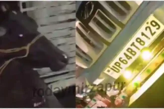 Madihaan Pickup full of buffaloes going for slaughter overturned
