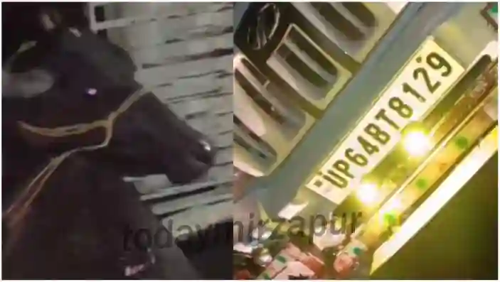 Madihaan Pickup full of buffaloes going for slaughter overturned