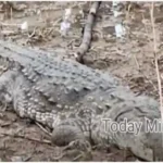 Mirzapur Villagers panic after seeing a 6 feet long crocodile in the field
