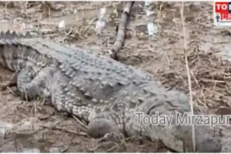 Mirzapur Villagers panic after seeing a 6 feet long crocodile in the field
