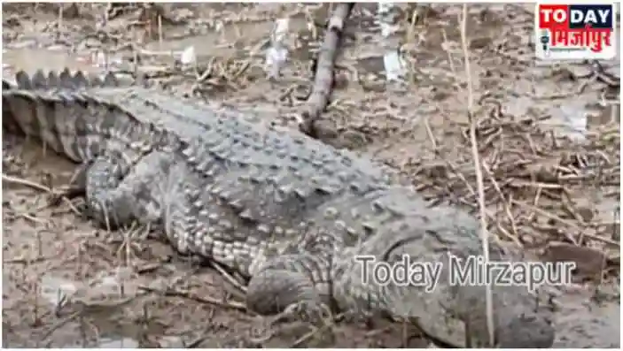 Mirzapur Villagers panic after seeing a 6 feet long crocodile in the field