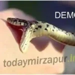 Snake demo pic
