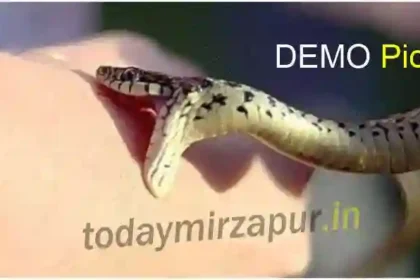 Snake demo pic